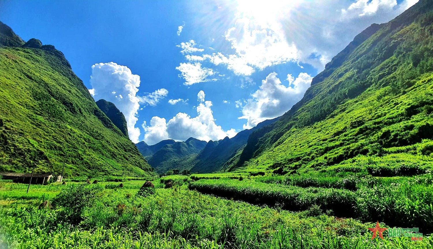 Mùa ngô xanh trên cao nguyên đá xám

